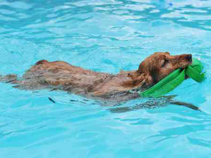 best places for dogs to swim near me