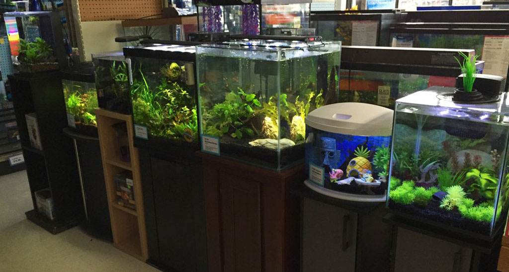 aquarium to buy fish near me