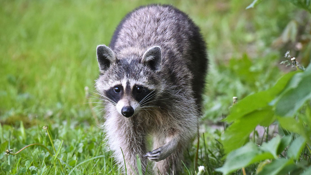 Raccoon found in Pittsburgh neighborhood with positive rabies tests – CBS Pittsburgh