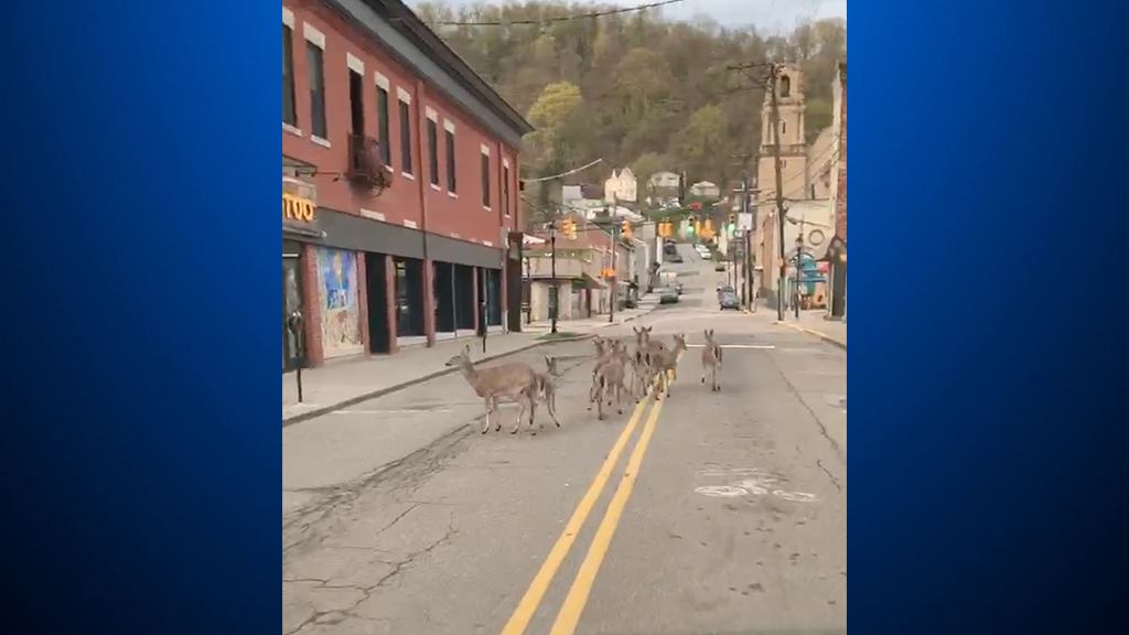 Watch Herd Of Deer Spotted Roaming Empty Millvale Streets During Coronavirus Closures Cbs Pittsburgh