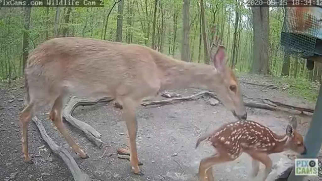 newborn deer walking