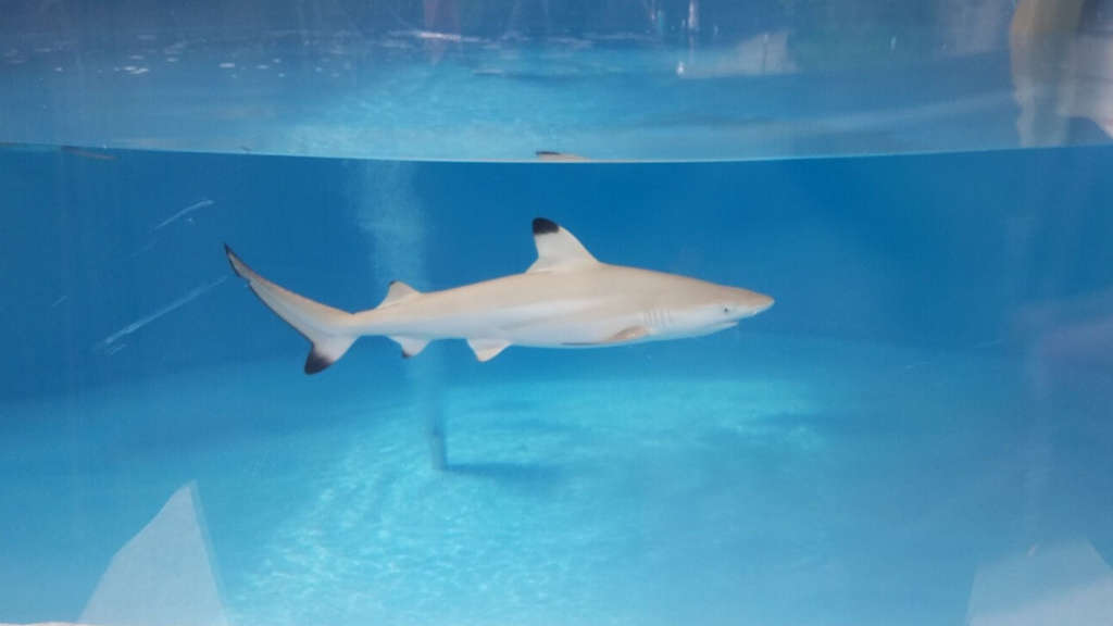 Pittsburgh Zoo Says Its New Baby Blacktip Reef Sharks Are Ready