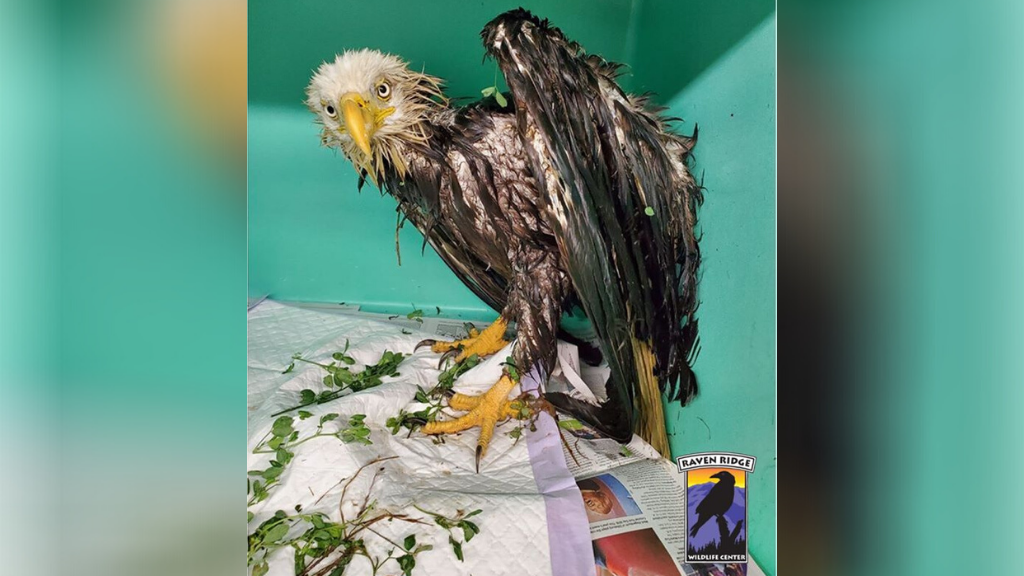 Pa Game Warden Rescues Bald Eagle Stuck In Manure Pit Cbs Pittsburgh,Frozen Daiquiri Recipe Blender