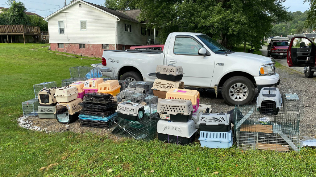 Dozens Of Cats Removed From Greene County Home – CBS Pittsburgh