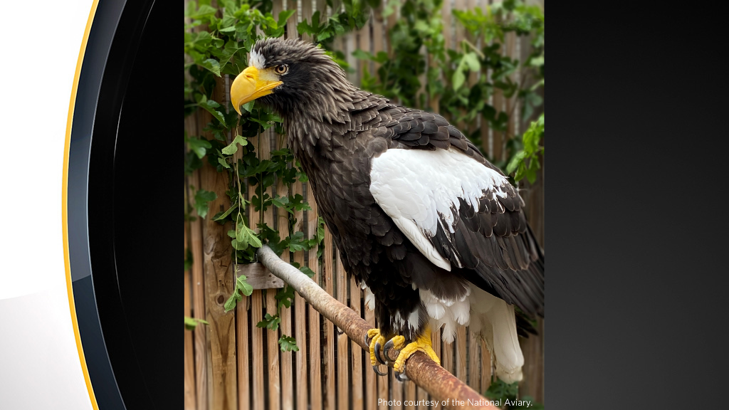 kodiak sea eagle national aviary